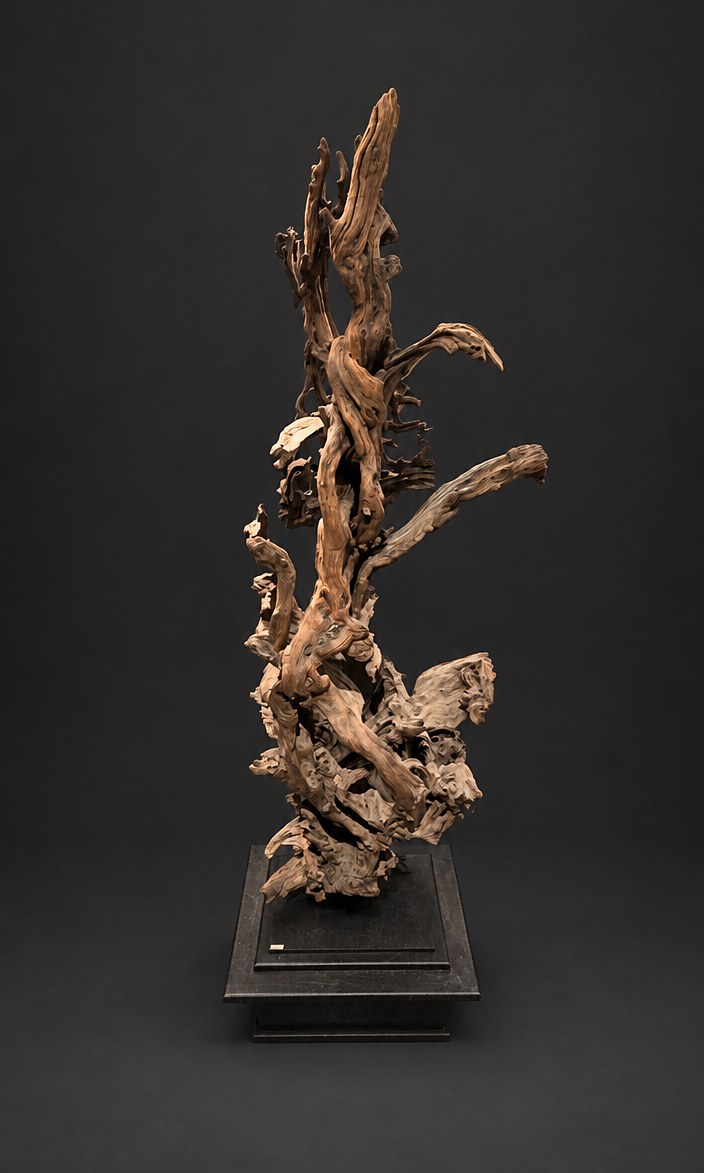 Sentinel (AF-OC-002), a naturally formed wood sculpture, 160 cm high × 58 cm wide, on its original black steel mount