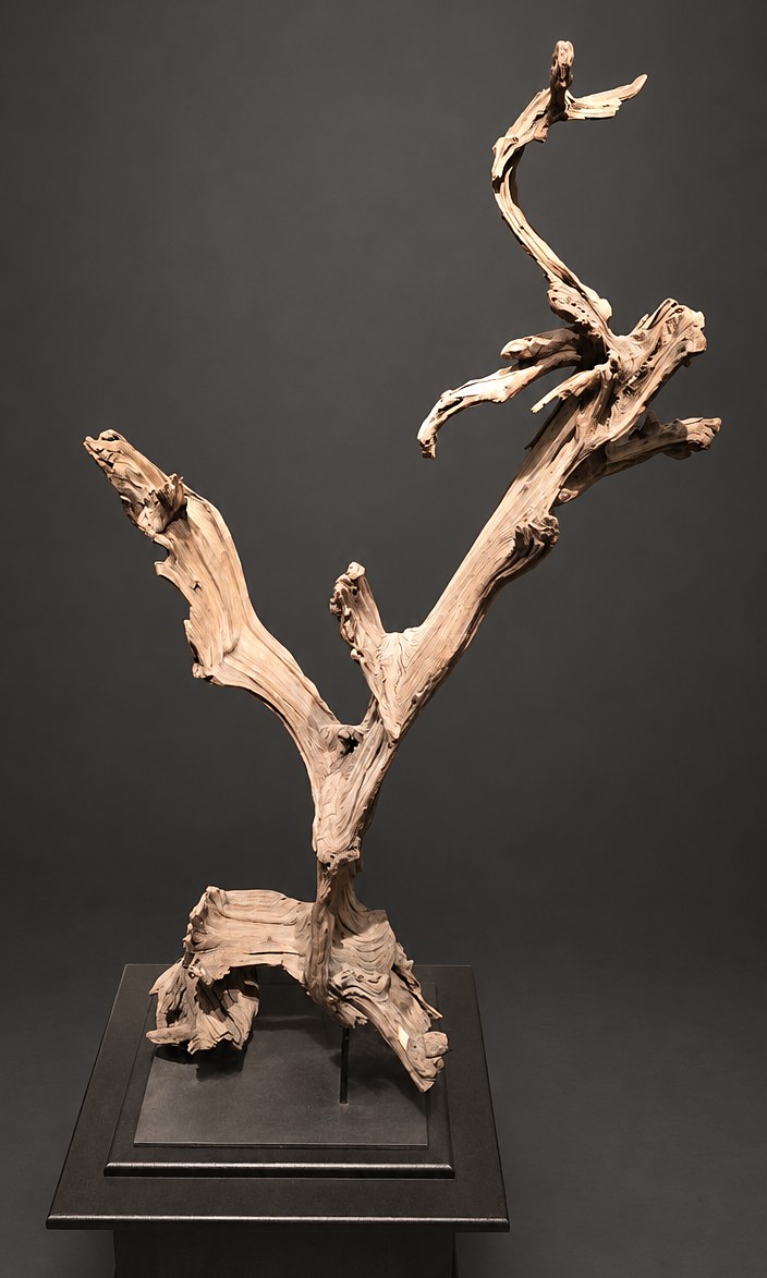 Presence (AF-OC-007), a naturally formed wood sculpture, 137 cm high × 80 cm wide, on its original black steel mount